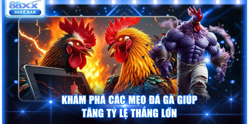 Khám phá các mẹo đá gà giúp tăng tỷ lệ thắng lớn